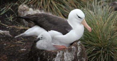 ALBATROSSE