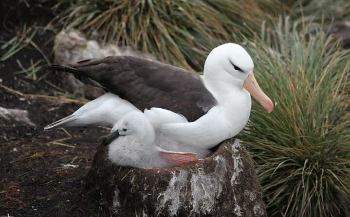 ALBATROSSE