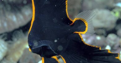 BATFISH