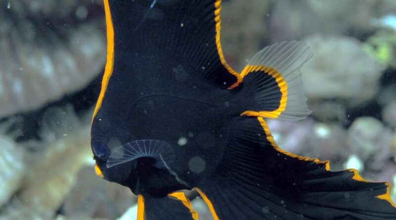 BATFISH