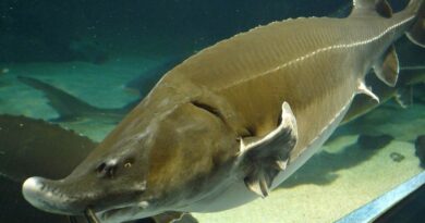 Beluga Sturgeon Fish