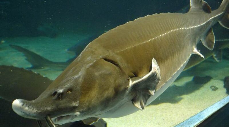 Beluga Sturgeon Fish