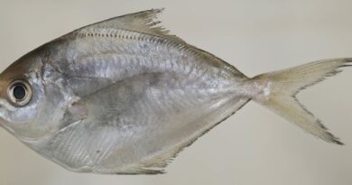 Butterfish