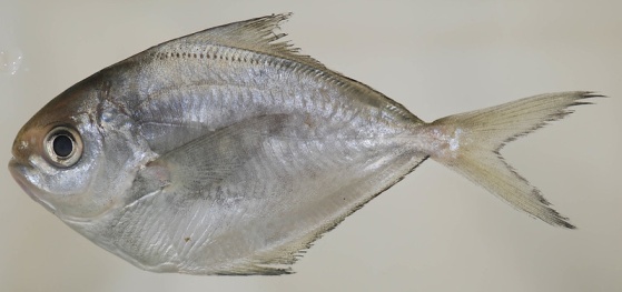 Butterfish