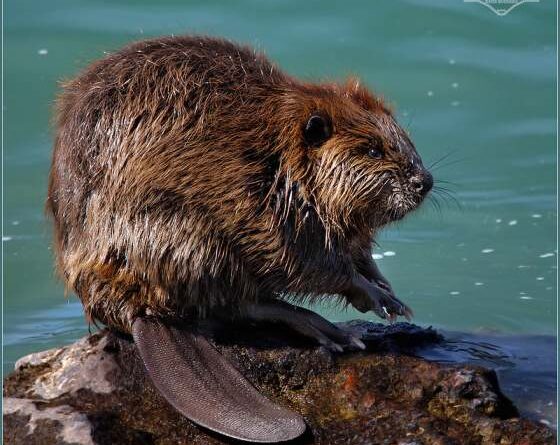 Beaver