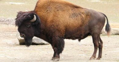 Bison