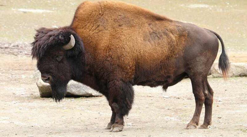 Bison