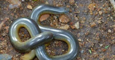 BLIND SNAKE OR WORM SNAKE