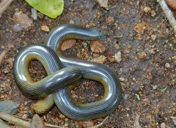 BLIND SNAKE OR WORM SNAKE