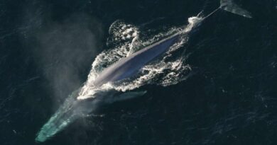 Blue Whale