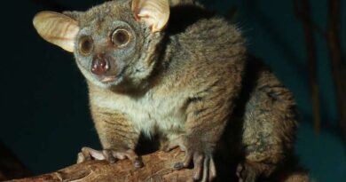 Bushbaby