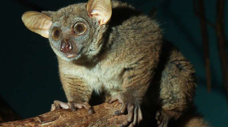 Bushbaby