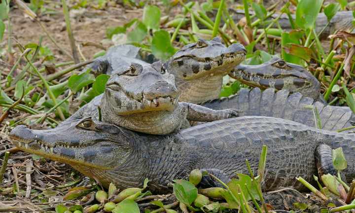 CAIMAN