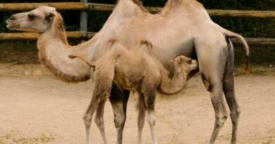 Camel