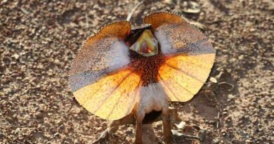 FRILLED LIZARD