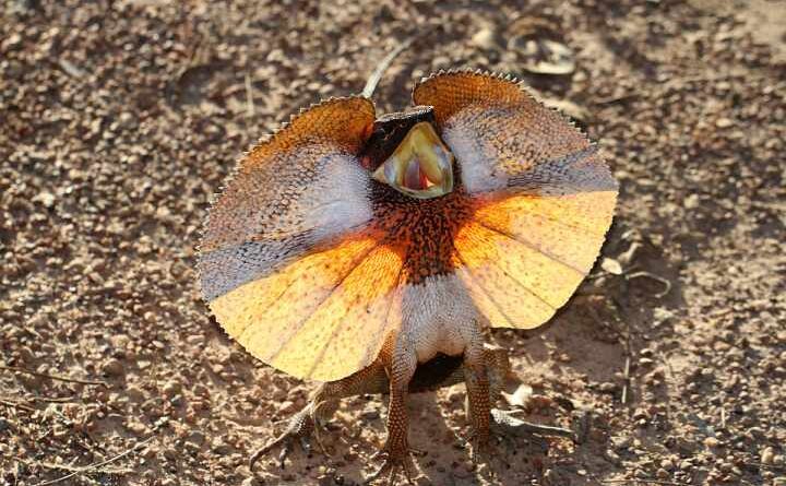 FRILLED LIZARD