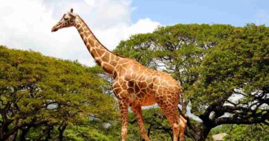 GIRAFFE