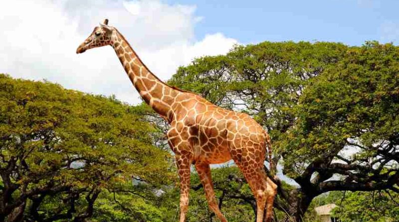 GIRAFFE