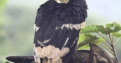 Hornbill