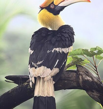 Hornbill