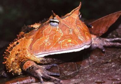 Horned frog