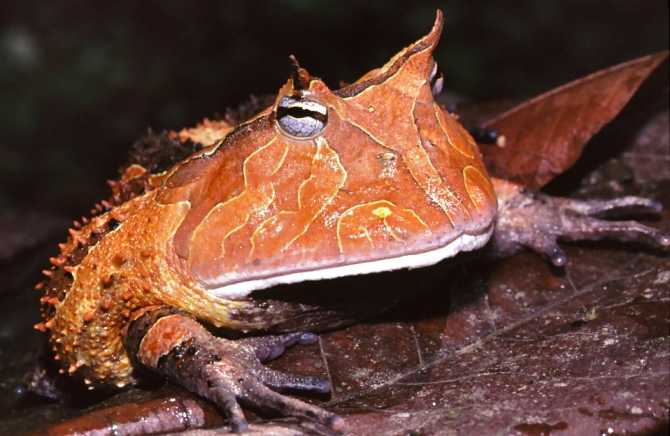 Horned frog