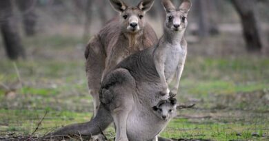 KANGAROO