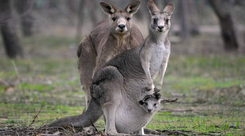 KANGAROO