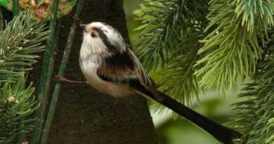 Longtailed Tit