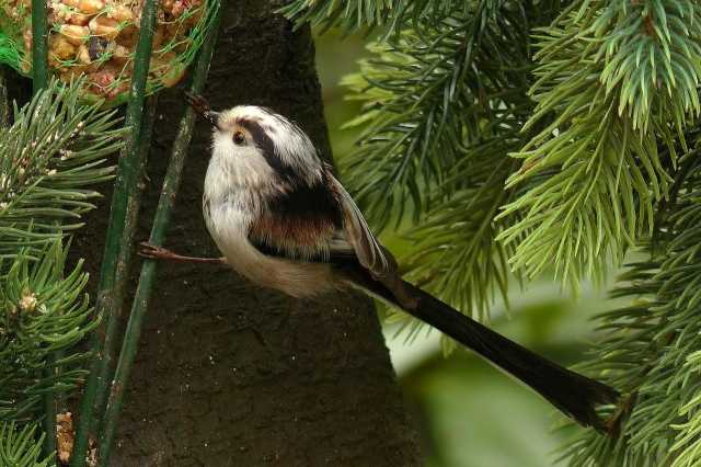 Longtailed Tit