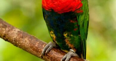 LORIKEET