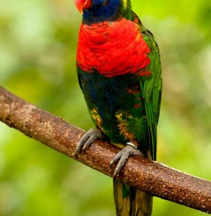 LORIKEET