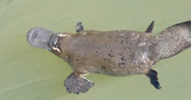 PLATYPUS