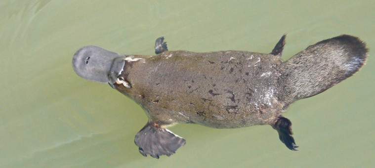 PLATYPUS