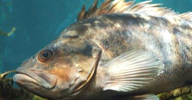 ROCKFISH OR ROCKLING FISH