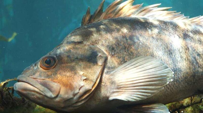 ROCKFISH OR ROCKLING FISH