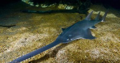 Sawfish