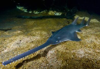 Sawfish