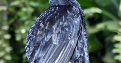 UMBRELLABIRD