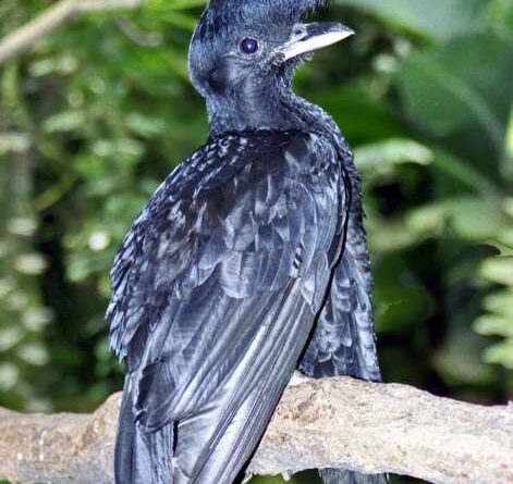 UMBRELLABIRD