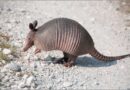 Armadillo