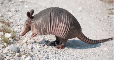 Armadillo