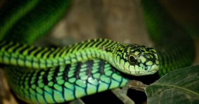 BOOMSLANG