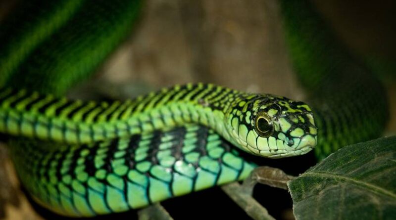 BOOMSLANG