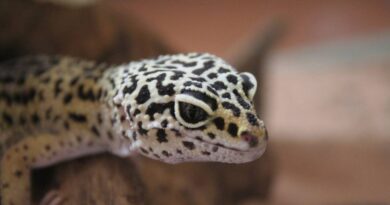 GECKO