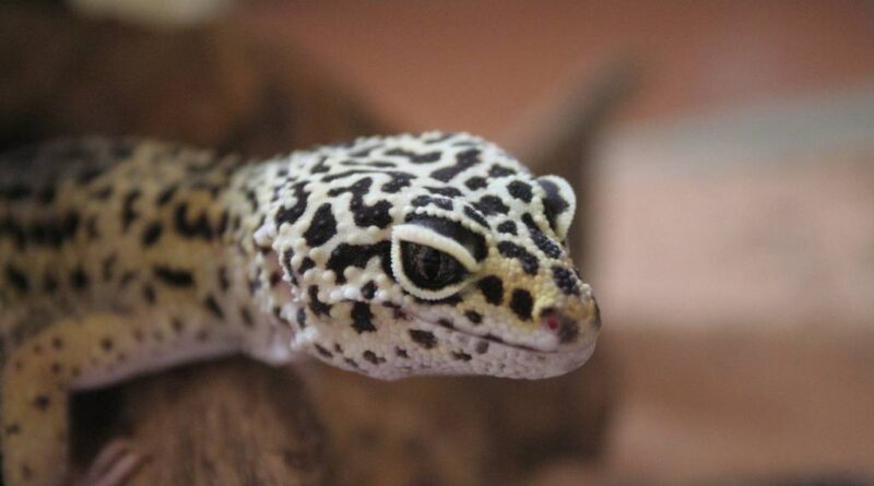 GECKO