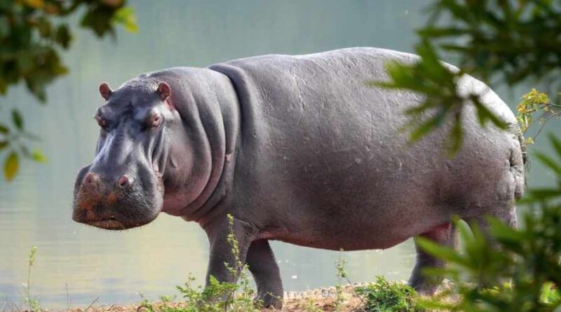 HIPPO