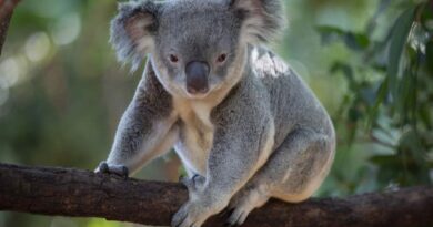 KOALA