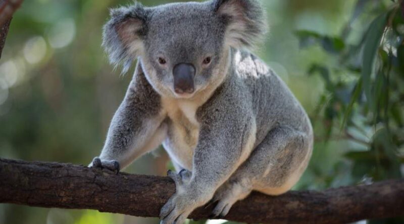 KOALA