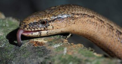 SLOW WORM